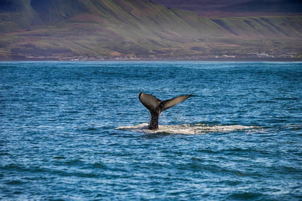 istock Tail of a whale in Husavik, Iceland 642799866