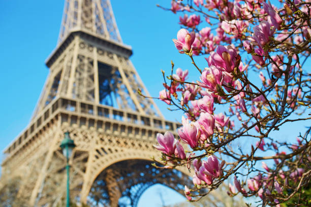 istock Pink magnolia in full bloom and Eiffel tower 642802610