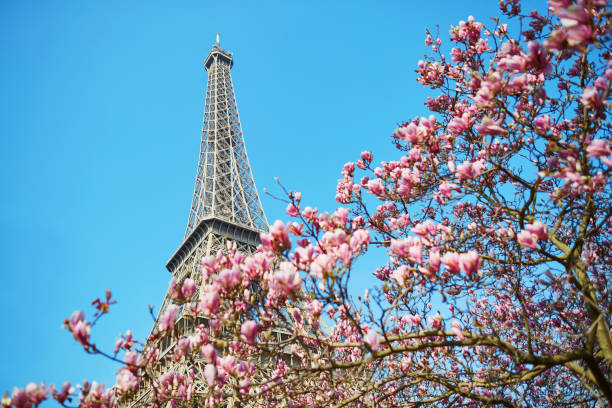 istock Pink magnolia in full bloom and Eiffel tower 642802698