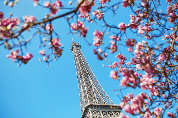 istock Pink magnolia in full bloom and Eiffel tower 642802800