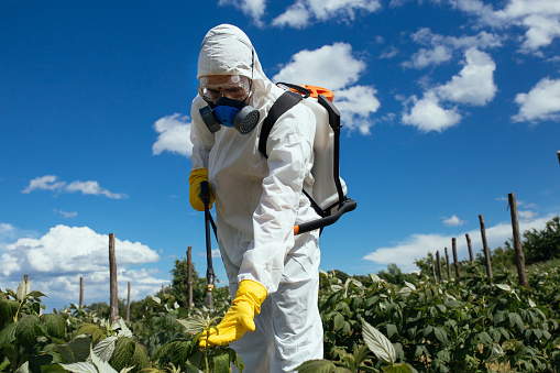 Industrial agriculture theme. Man with protective mask spraying toxic pesticides or insecticides on fruit growing plantation. Natural hard light on sunny day. Blue sky with clouds in background.