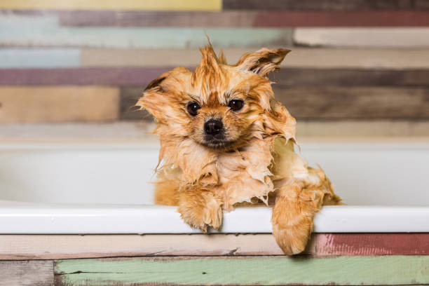 istock Wet dog in the bathroom 642809822