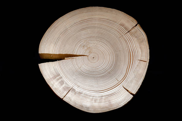 istock Cross saw cut pine with numerous annual rings and cracks on black background. 642813010