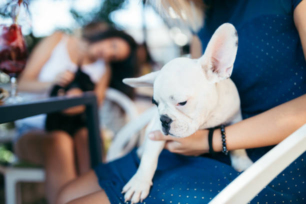 istock Woman with dog in cafe 642819232