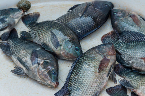 istock Tilapia fish in Thailand local market 642822384