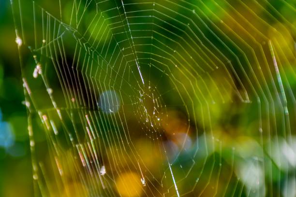 istock Green bokeh background with close up spider web. 642828354