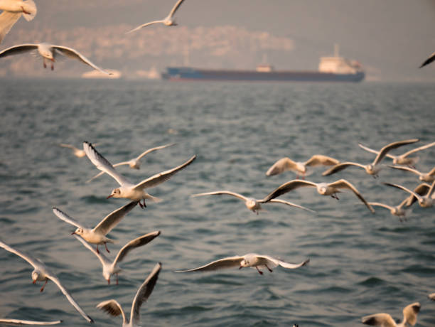 Group of seagull bird flying by the sea Group of seagull bird flying by the sea Izmir Izmir stock pictures, royalty-free photos & images