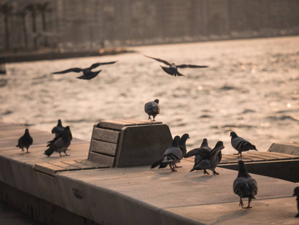 Group of pigeon bird flying by the sea Group of pigeon bird flying by the sea Izmir Izmir stock pictures, royalty-free photos & images