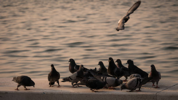 istock Group of pigeon eating by the sea 642831246
