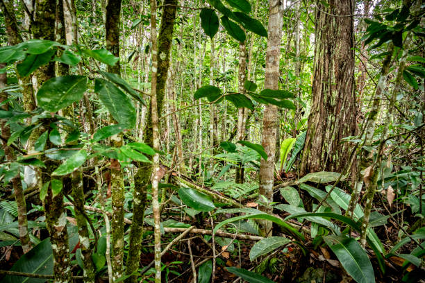istock Tropical forest at Churun river in Angel's fall. Canaima, Venezuela 642834206