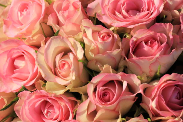 istock Pink roses wedding bouquet 642835212
