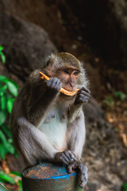 istock Funny Monkey at Tiger Cave Temple, Krabi 642837598
