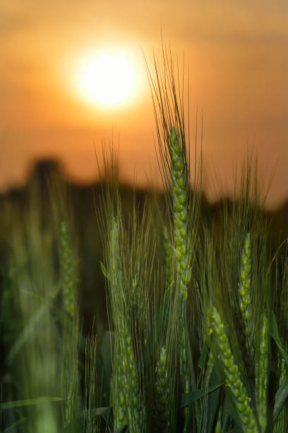 istock Silhouette of Wheat Stems 642841512