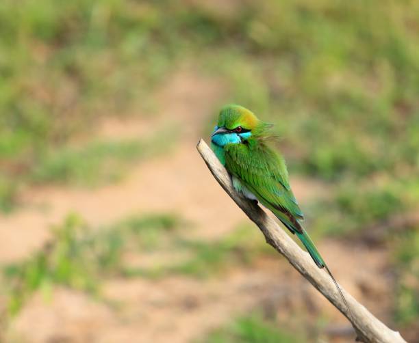istock Little green bee-eater, Merops orientalis 642848636