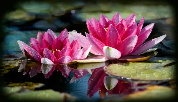 two pink waterlilies and leaves and their reflection on the water