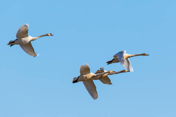 istock Whooper swans and a Mute swan in the sky 642849922