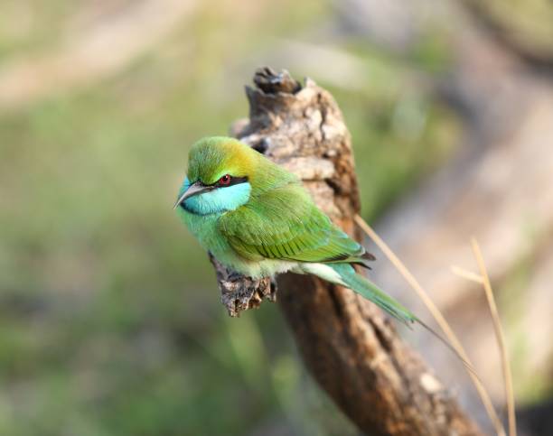 istock Little green bee-eater, Merops orientalis 642849992