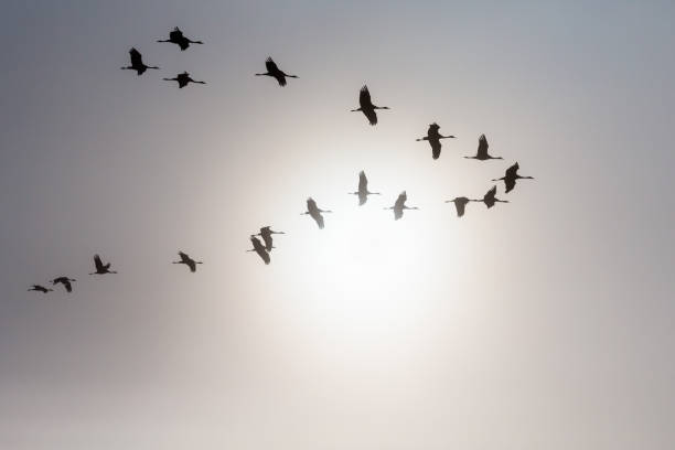 istock Flock of cranes in formation at the sun 642850084