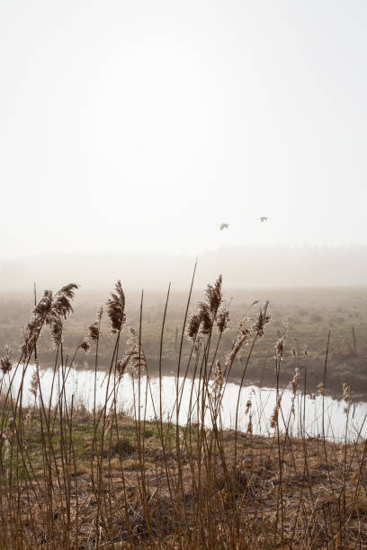 istock Foggy spring landscape at the river 642850156
