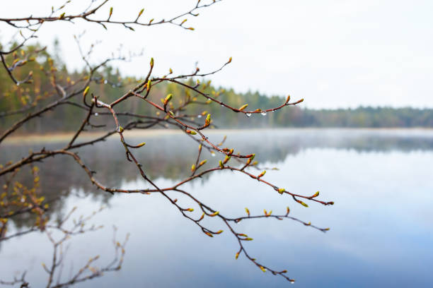 Buds on the branches at the lake in spring