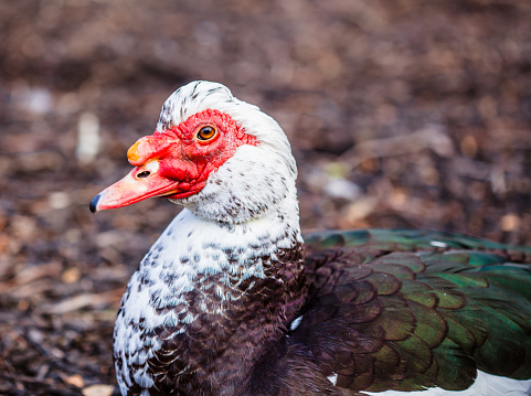 Close-up photo of the red face of a Muscovy Duck sitting on the ground in winter.