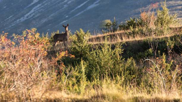 istock Male Deer, Abruzzo - Italy 642859486