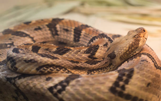 Canebrake Rattlesnake