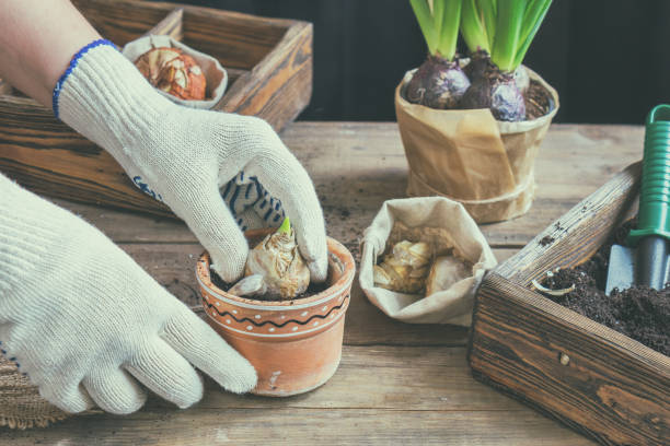 istock Woman hands planting hyacinth 642870066