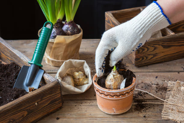 istock Woman hands planting hyacinth 642870074