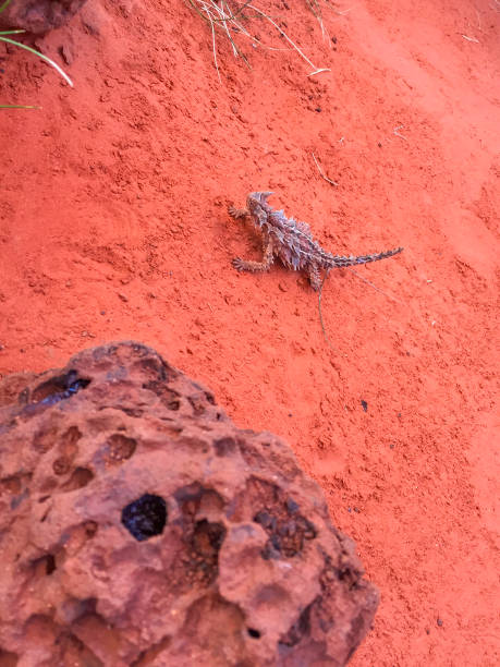 diavolo spinoso - thorny devil lizard australia northern territory desert foto e immagini stock