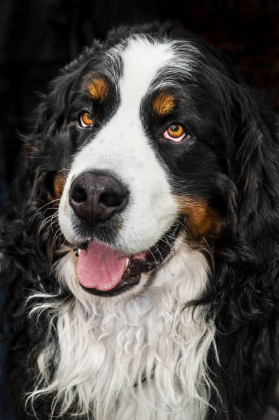istock Dog portrait - Bernese Mountain Dog 642873274