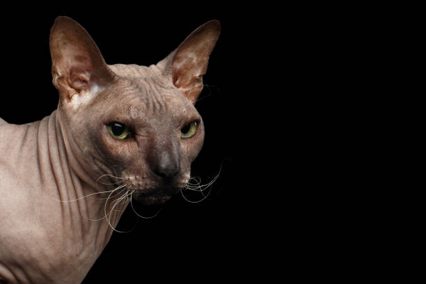 istock Cat of breed Sphynx Isolated on Black Background 642879328