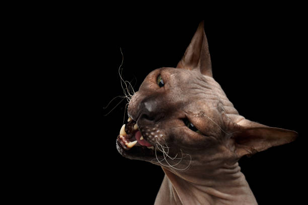 istock Cat of breed Sphynx Isolated on Black Background 642879446