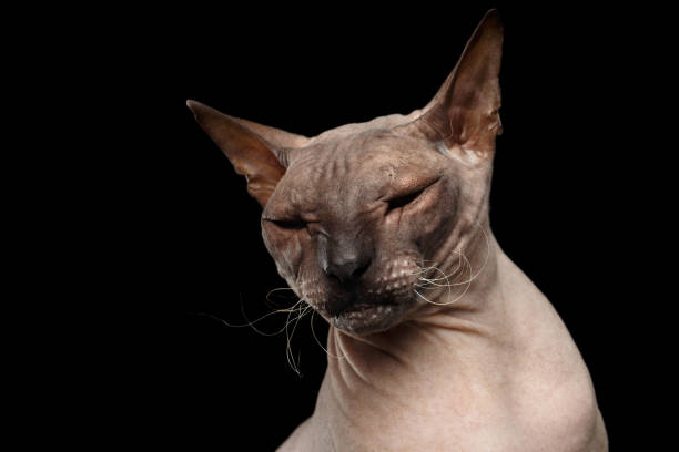 istock Cat of breed Sphynx Isolated on Black Background 642879500