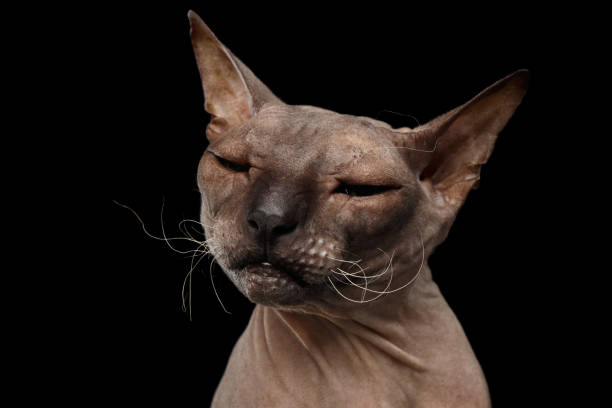 istock Cat of breed Sphynx Isolated on Black Background 642879526