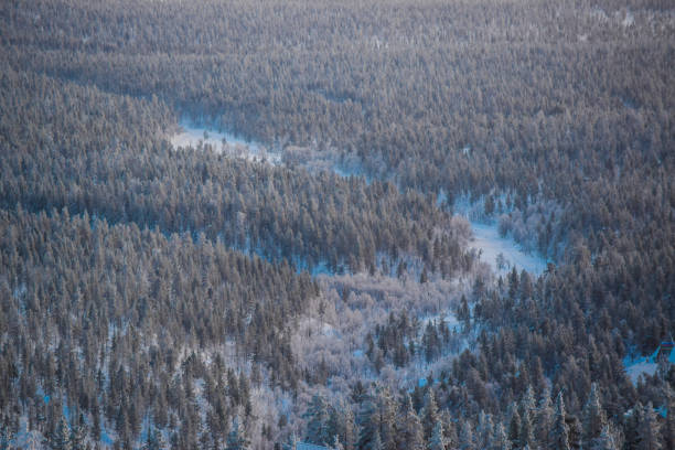 istock Tundra forest of Lapland. 642882592