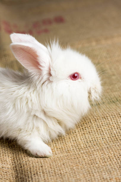 istock White Rabbit on Burlap Texture Background. Cute Red Eye Bunny. 642885730