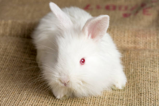 istock White Rabbit on Burlap Texture Background. Cute Red Eye Bunny. 642885900