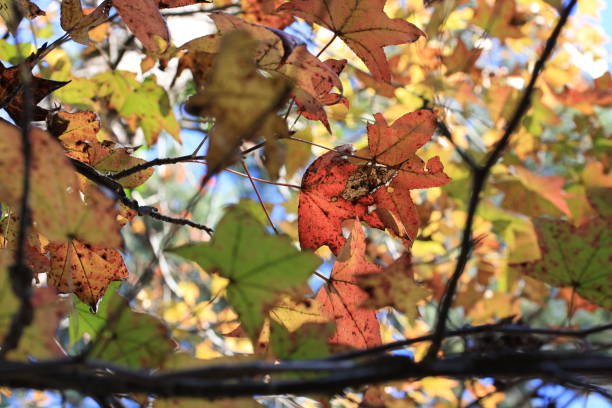 istock American Sweetgum Tree 642886518