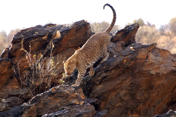 Wonderful Leopard in Namibia stock photo