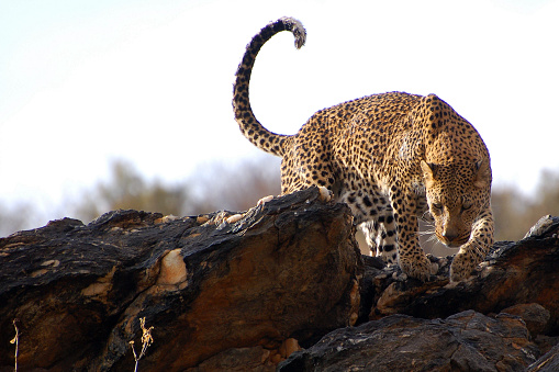 Leopard (Panthera pardus) in Etosha.