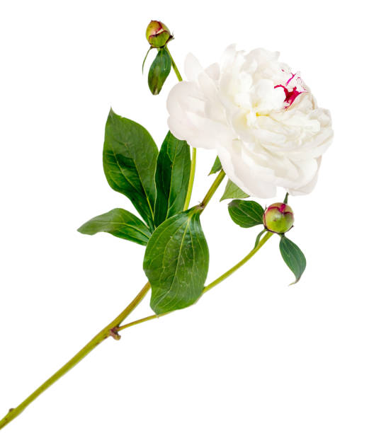 istock White Paeonia peregrina isolated, white background, close up 642892282