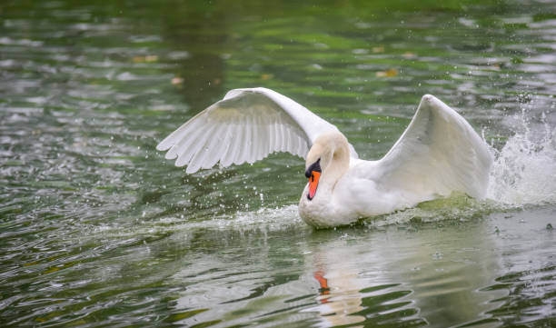 istock Graceful white Mute swan (Cygnus olor) lands on the water. 642895452