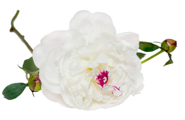 istock White Paeonia peregrina isolated, white background, close up 642895714