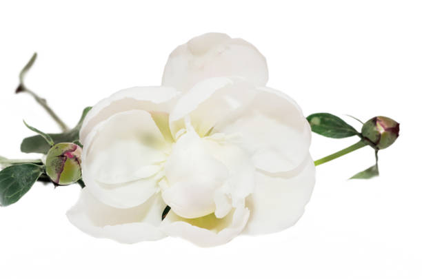 istock White Paeonia peregrina isolated, white background, close up 642895912
