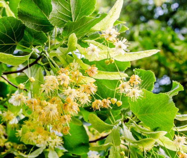 żółto-pomarańczowe kwiaty tilii, zielone liście, z bliska - linden tree zdjęcia i obrazy z banku zdjęć