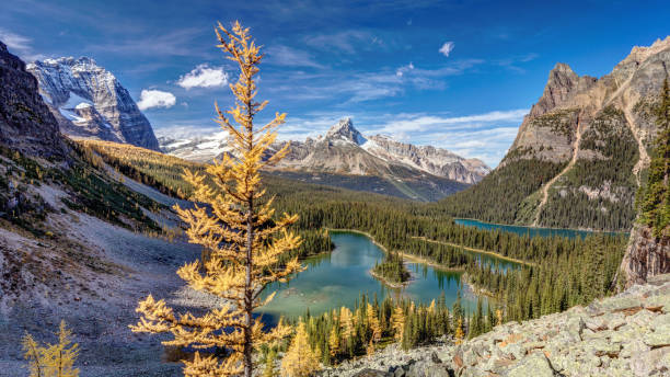 istock Golden Tree of Lake O'Hara 642910068