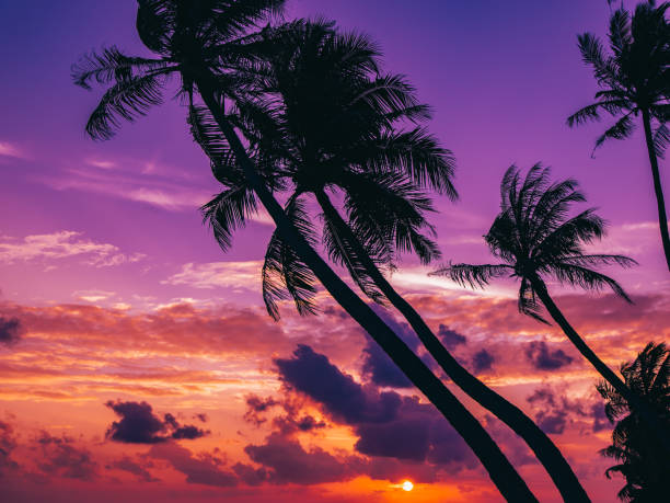 istock Silhouette of palm tree at beautiful tropical sunset 642910254