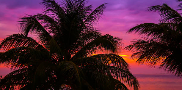 istock Silhouette of palm tree at beautiful tropical sunset 642910582