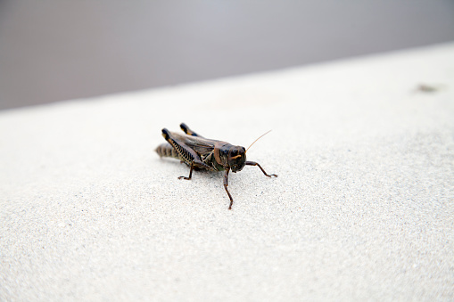 Cricket perched on top of a white cement wall